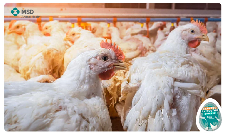 enfermedades de pollos