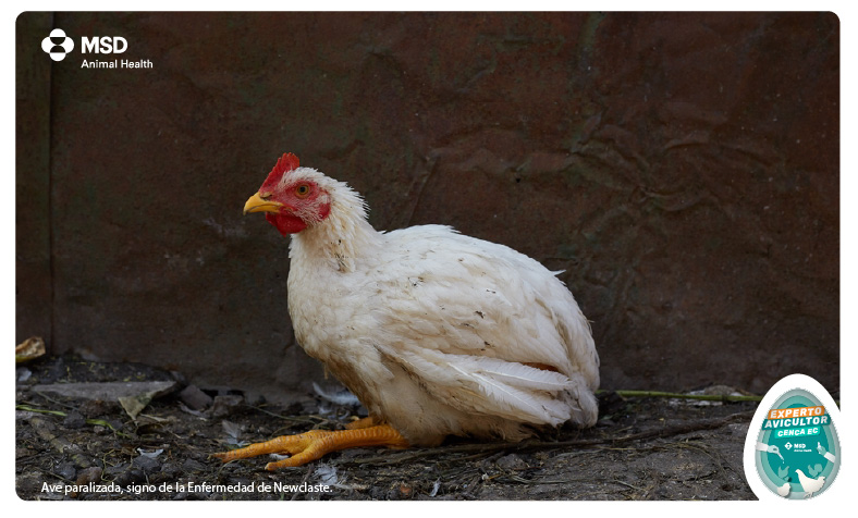 enfermedades de pollos