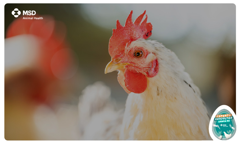 enfermedades de pollos