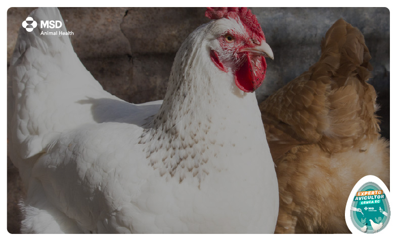 enfermedades de pollos